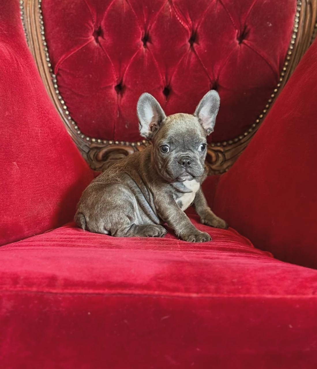 Kobe male French Bulldog